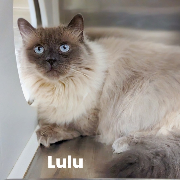 Cat Owner Takes Healthy Cat To Be Euthanized For Not Using Litter Box, But Vet Rescues Her Life - picture 2