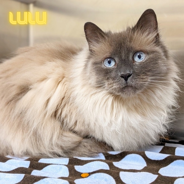 Cat Owner Takes Healthy Cat To Be Euthanized For Not Using Litter Box, But Vet Rescues Her Life - picture 3