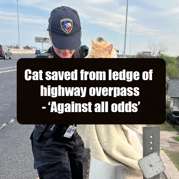 Cat saved from ledge of highway overpass - ‘Against all odds’