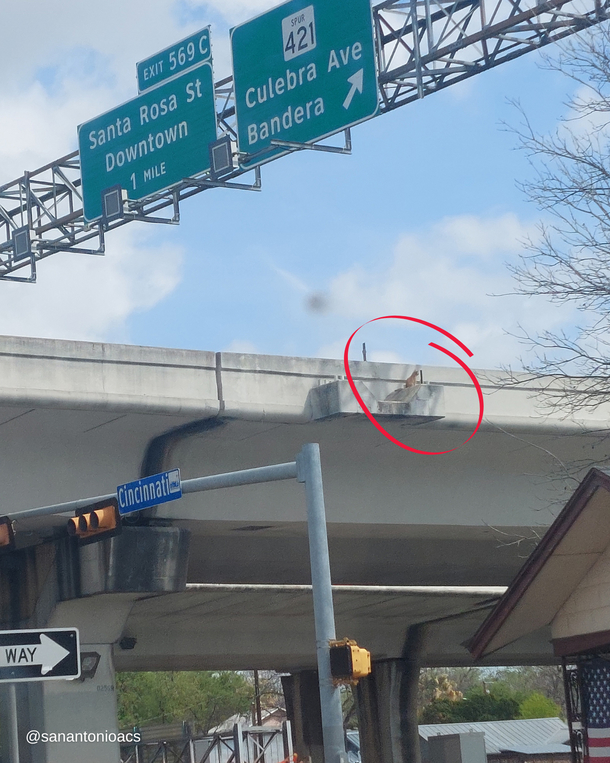 Cat saved from ledge of highway overpass - ‘Against all odds’ - picture 2