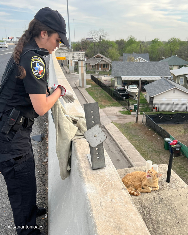 Cat saved from ledge of highway overpass - ‘Against all odds’ - picture 3