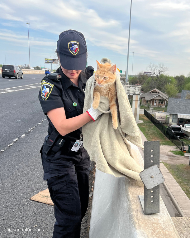 Cat saved from ledge of highway overpass - ‘Against all odds’ - picture 4
