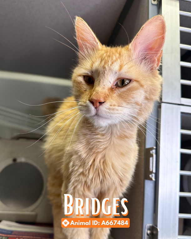 Cat saved from ledge of highway overpass - ‘Against all odds’ - picture 5