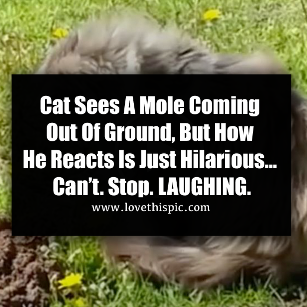 Cat Sees A Mole Coming Out Of Ground, But How He Reacts Is Just Hilarious… Can’t. Stop. LAUGHING.