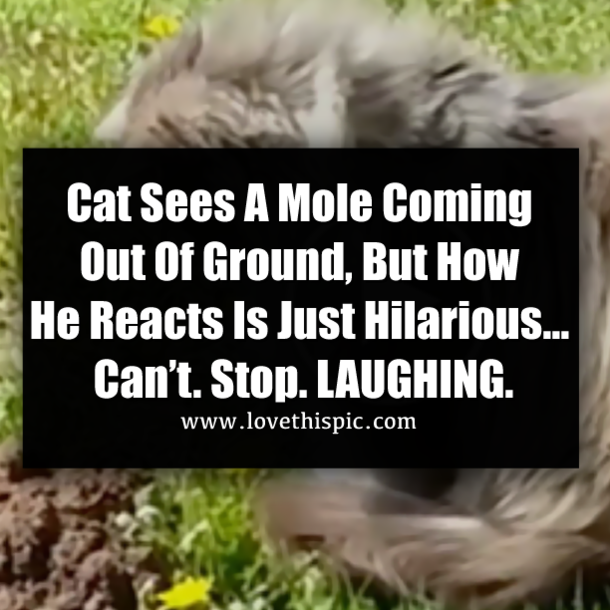 Cat Sees A Mole Coming Out Of Ground, But How He Reacts Is Just Hilarious… Can’t. Stop. LAUGHING.