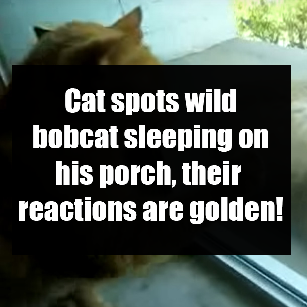 Cat spotswild bobcat sleeping on his porch, their reactions are golden!