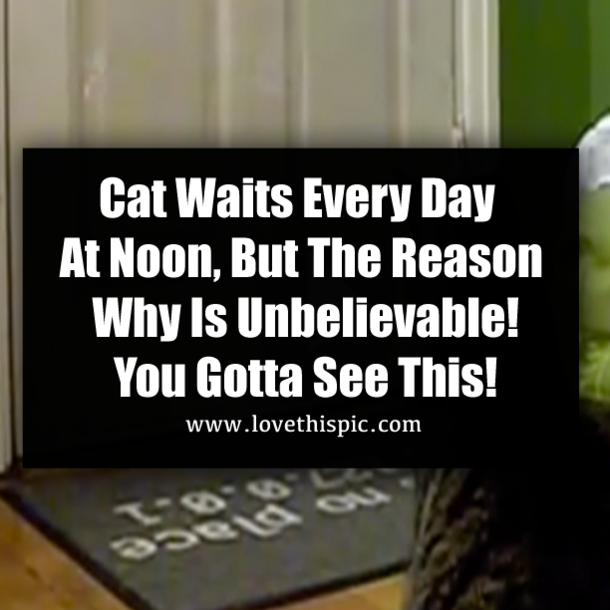 Cat Waits Every Day At Noon, But The Reason Why Is Unbelievable! You Gotta See This!
