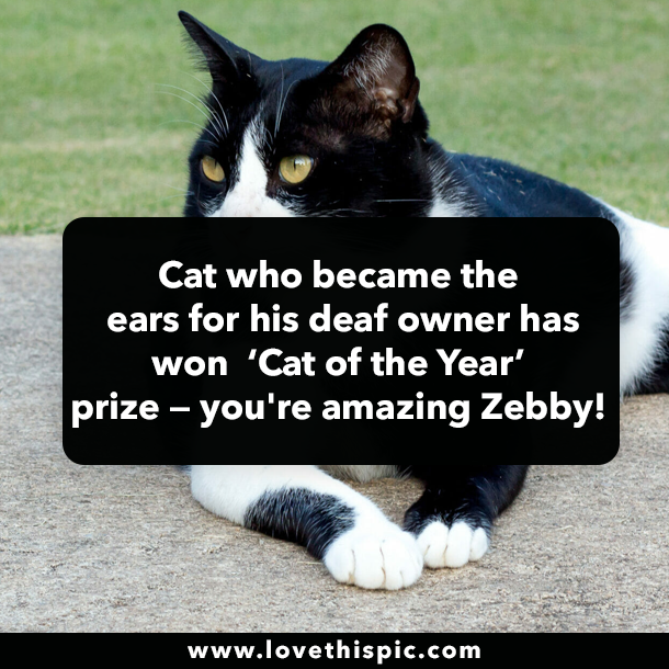 Cat who became the ears for his deaf owner has won  ‘Cat of the Year’ prize — you're amazing Zebby!