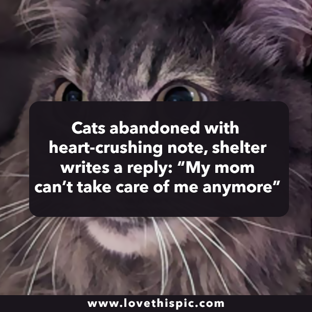 Cats abandoned with heart-crushing note, shelter writes a reply: “My mom can’t take care of me anymore”