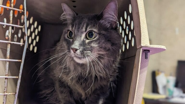 Cats abandoned with heart-crushing note, shelter writes a reply: “My mom can’t take care of me anymore” - picture 2