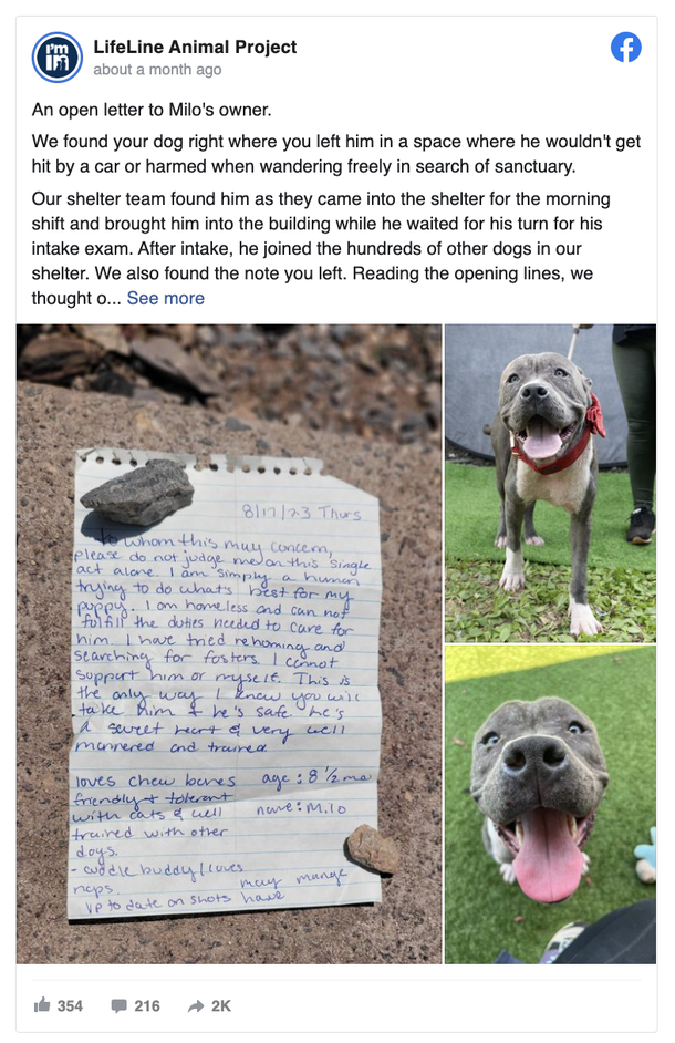 Cats abandoned with heart-crushing note, shelter writes a reply: “My mom can’t take care of me anymore” - picture 4