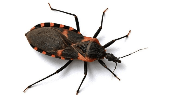 CAUTION - If You Find These Things in the Home, Talk to a Doctor Immediately - picture 2