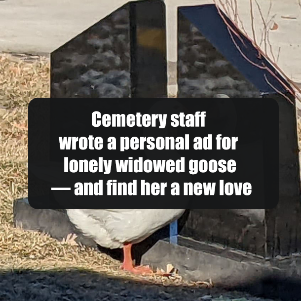 Cemetery staff wrote a personal ad for lonely widowed goose — and find her a new love