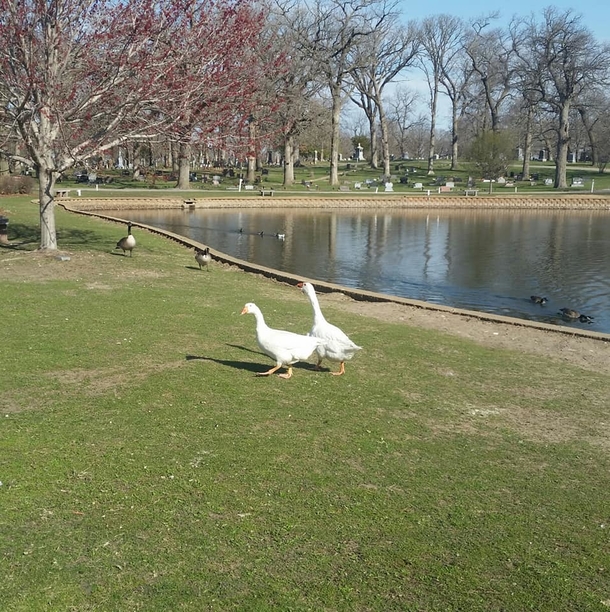 Cemetery staff wrote a personal ad for lonely widowed goose — and find her a new love - picture 2