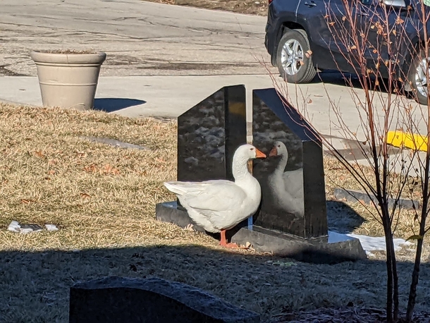 Cemetery staff wrote a personal ad for lonely widowed goose — and find her a new love - picture 3