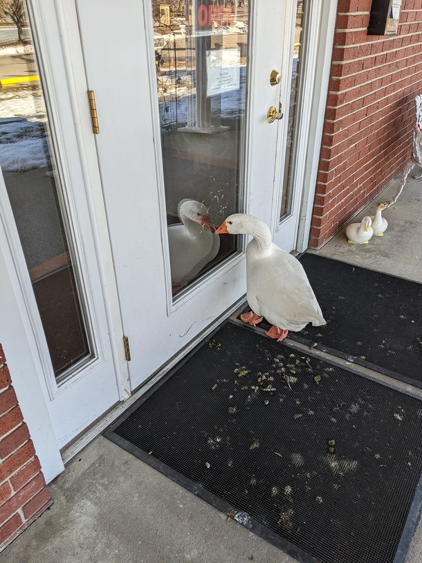 Cemetery staff wrote a personal ad for lonely widowed goose — and find her a new love - picture 4