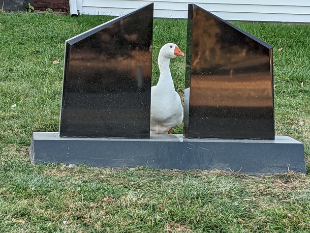 Cemetery staff wrote a personal ad for lonely widowed goose — and find her a new love - picture 5