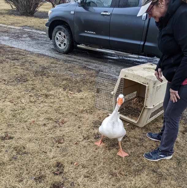 Cemetery staff wrote a personal ad for lonely widowed goose — and find her a new love - picture 6