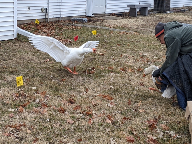 Cemetery staff wrote a personal ad for lonely widowed goose — and find her a new love - picture 7