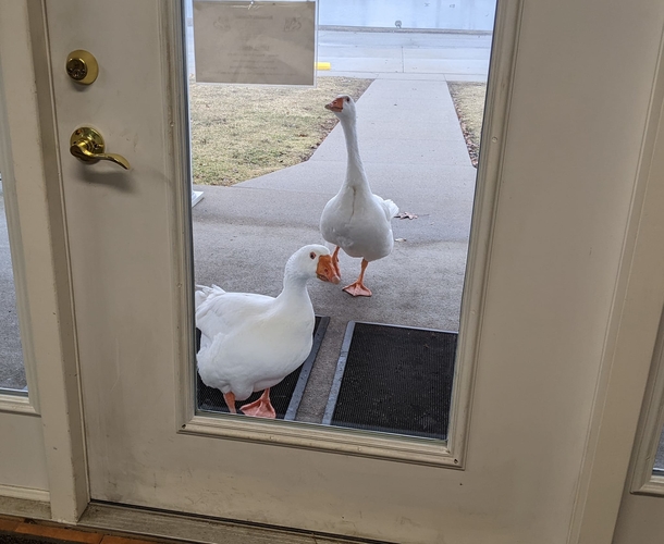 Cemetery staff wrote a personal ad for lonely widowed goose — and find her a new love - picture 8
