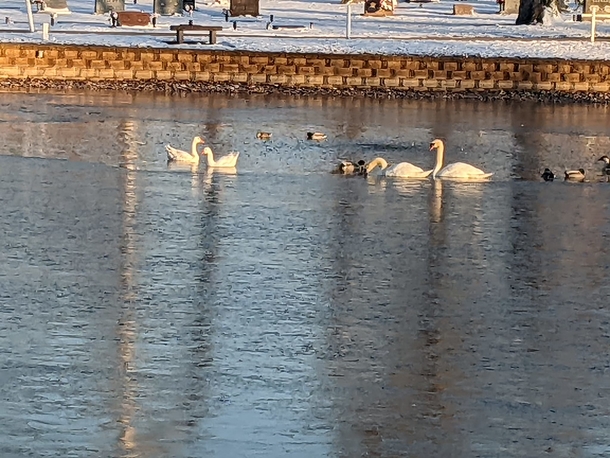 Cemetery staff wrote a personal ad for lonely widowed goose — and find her a new love - picture 9