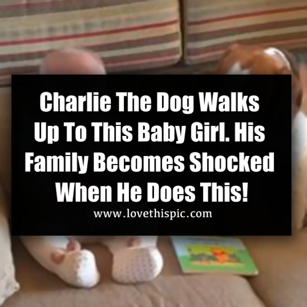 Charlie The Dog Walks Up To This Baby Girl. His Family Becomes Shocked When He Does This!