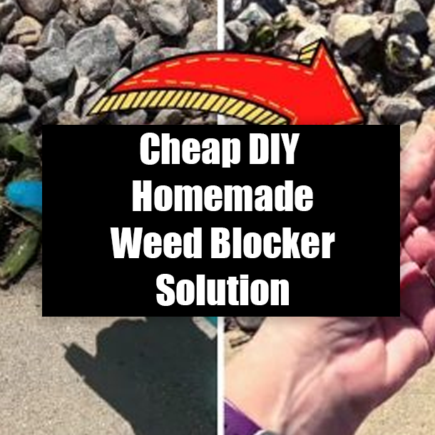 Cheap DIY Homemade Weed Blocker Solution