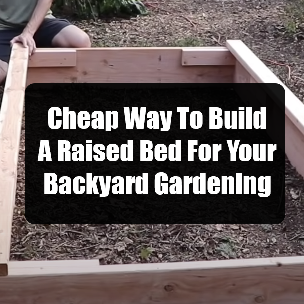 Cheap Way To Build A Raised Bed For Your Backyard Gardening