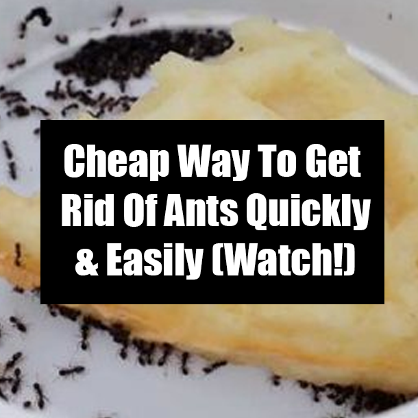 Cheap Way To Get Rid Of Ants Quickly & Easily (Watch!)