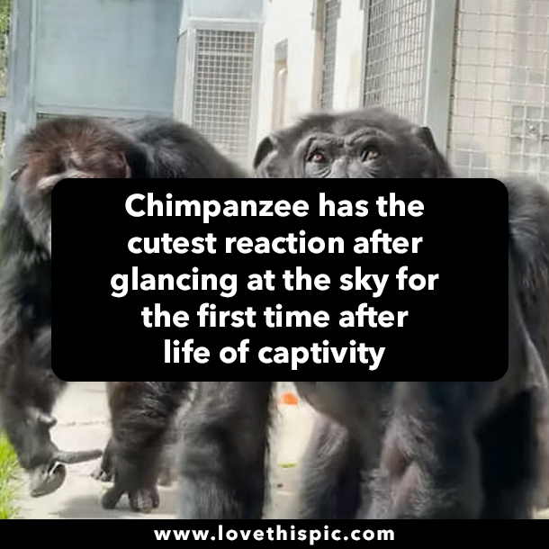 Chimpanzee has the cutest reaction after glancing at the sky for the first time after life of captivity