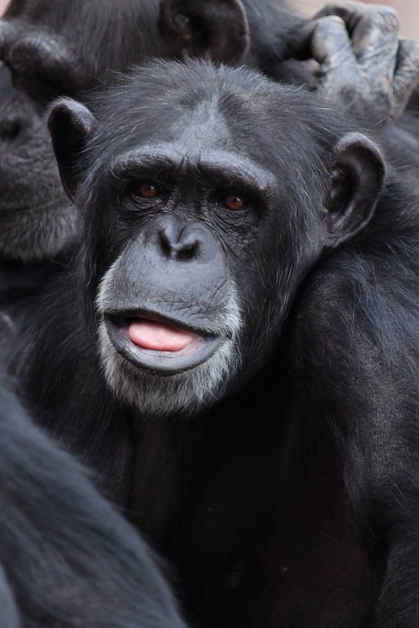 Chimpanzee has the cutest reaction after glancing at the sky for the first time after life of captivity - picture 2