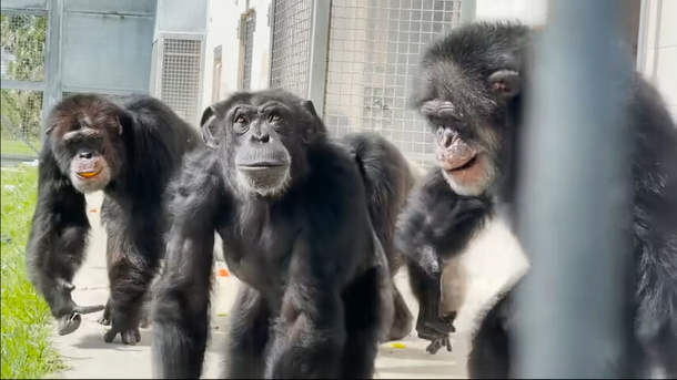 Chimpanzee has the cutest reaction after glancing at the sky for the first time after life of captivity - picture 3