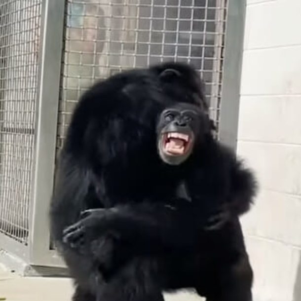 Chimpanzee has the cutest reaction after glancing at the sky for the first time after life of captivity - picture 4