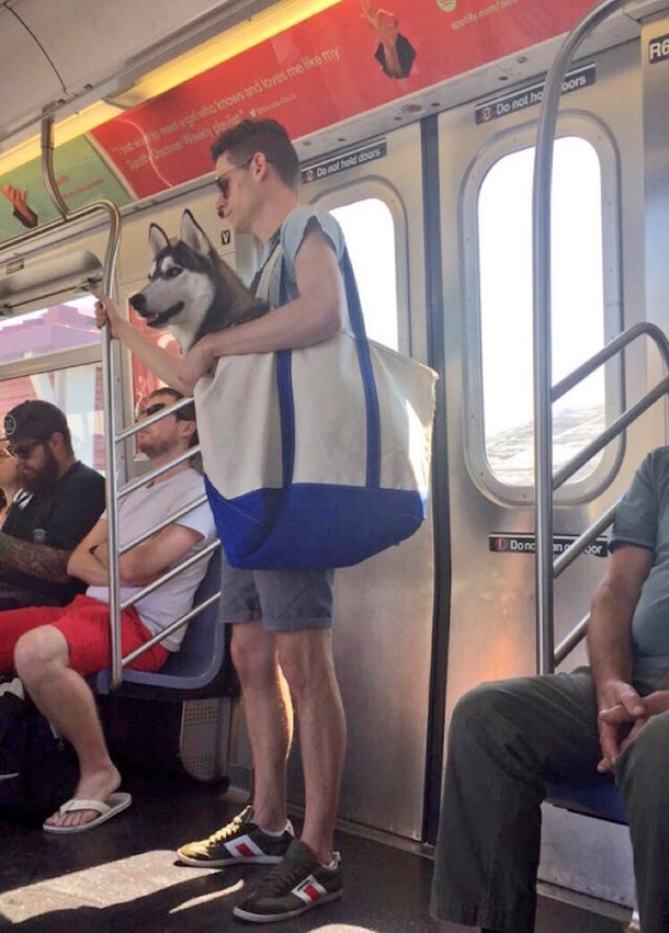 Clever Guy Carries His Husky in a Giant Tote Because NYC Subway Only Allows Dogs in Carriers - picture 2