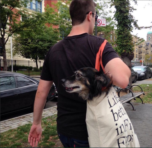 Clever Guy Carries His Husky in a Giant Tote Because NYC Subway Only Allows Dogs in Carriers - picture 3