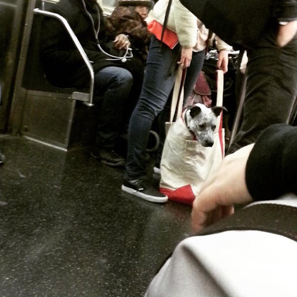 Clever Guy Carries His Husky in a Giant Tote Because NYC Subway Only Allows Dogs in Carriers - picture 4