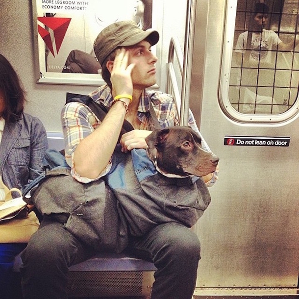 Clever Guy Carries His Husky in a Giant Tote Because NYC Subway Only Allows Dogs in Carriers - picture 5