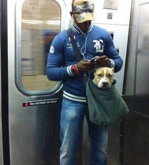 Clever Guy Carries His Husky in a Giant Tote Because NYC Subway Only Allows Dogs in Carriers - picture 6