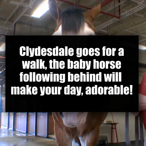 Clydesdale goes for a walk, the baby horse following behind will make your day, adorable!