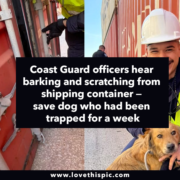 Coast Guard officers hear barking and scratching from shipping container — save dog who had been trapped for a week