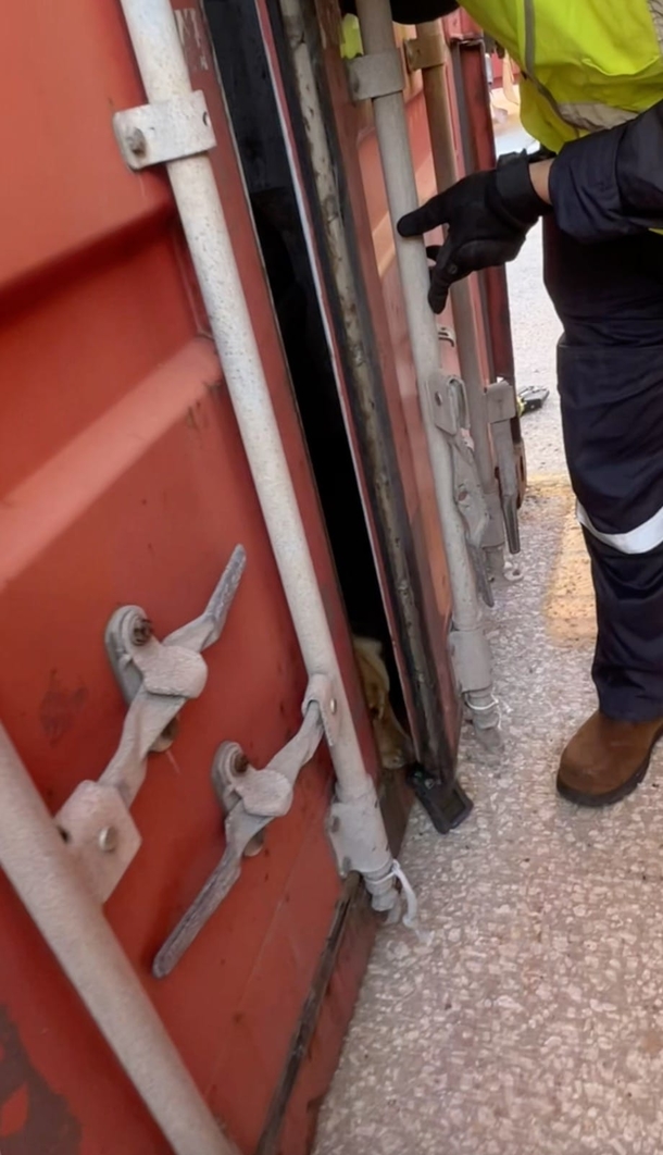 Coast Guard officers hear barking and scratching from shipping container — save dog who had been trapped for a week - picture 2