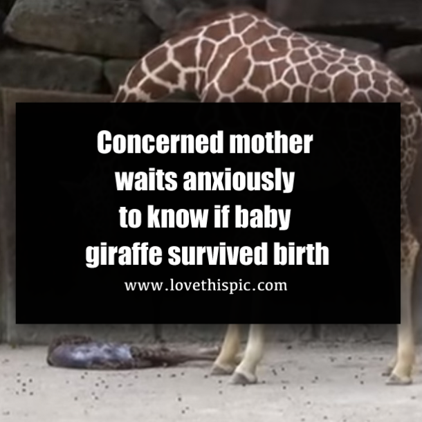 Concerned mother waits anxiously to know if baby giraffe survived birth
