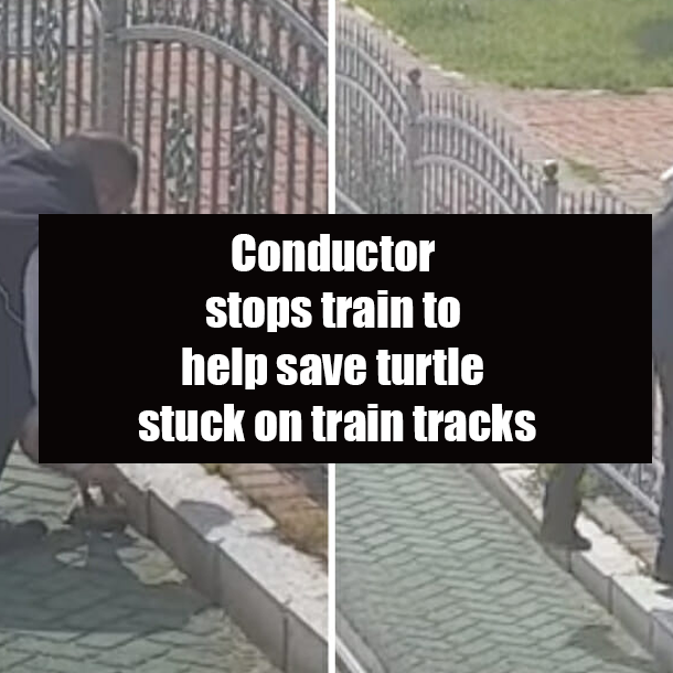 Conductor stops train to help save turtle stuck on train tracks