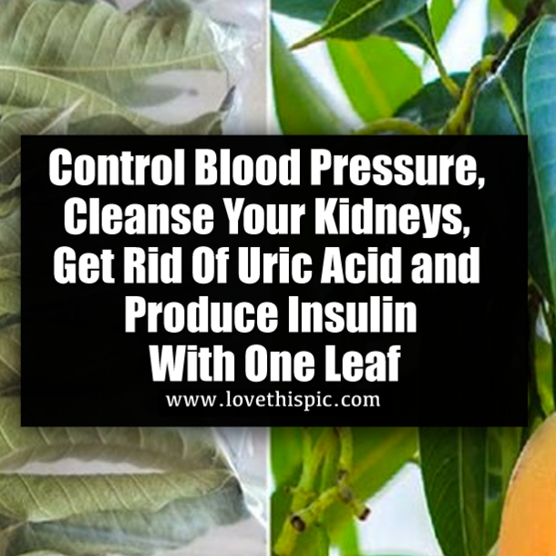 Control Blood Pressure, Cleanse Your Kidneys, Get Rid Of Uric Acid and Produce Insulin With One Leaf
