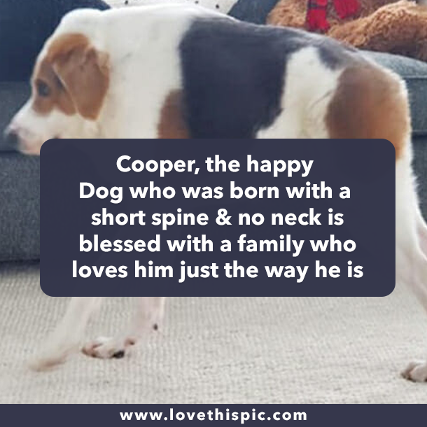Cooper, the happy Dog who was born with a short spine & no neck is blessed with a family who loves him just the way he is