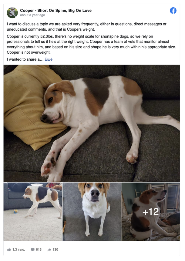 Cooper, the happy Dog who was born with a short spine & no neck is blessed with a family who loves him just the way he is - picture 2
