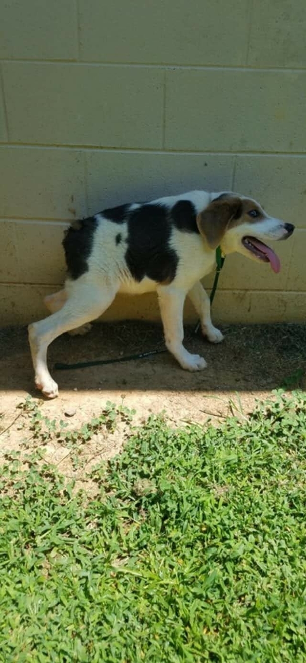 Cooper, the happy Dog who was born with a short spine & no neck is blessed with a family who loves him just the way he is - picture 4