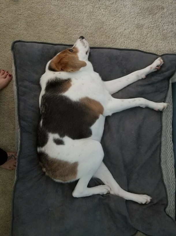 Cooper, the happy Dog who was born with a short spine & no neck is blessed with a family who loves him just the way he is - picture 5