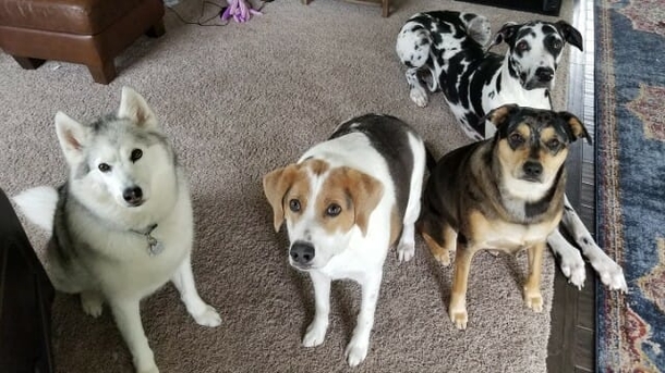Cooper, the happy Dog who was born with a short spine & no neck is blessed with a family who loves him just the way he is - picture 6