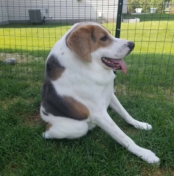 Cooper, the happy Dog who was born with a short spine & no neck is blessed with a family who loves him just the way he is - picture 7